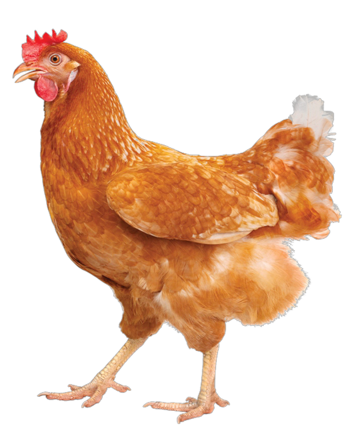 VPC vápenný GRIT  3Kg